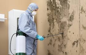 Professional Mold Inspection in Snohomish, WA